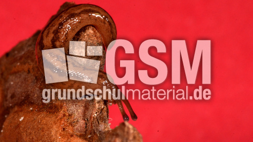 Tigerschnegel (4).jpg